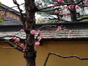 Blooms at samurai house
