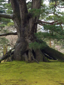 Kenrokuen Garden tree-dirt remove from roots