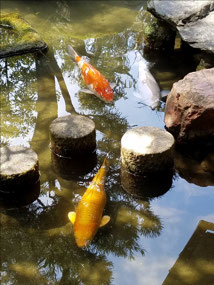 Koi in garden pond