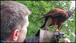 Tex the Harris Hawk
