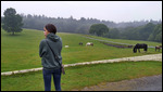 Checking out the horsies