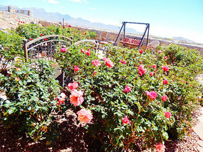 Rose Garden