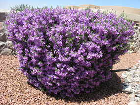 Backyard bush in bloom