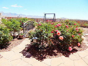 Rose Garden 