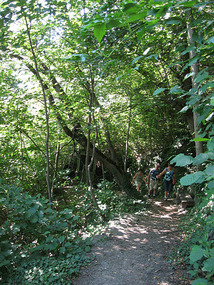 There many hiking trails in and around Naters
