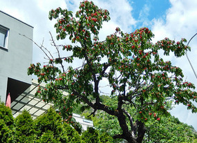 A cherry tree
