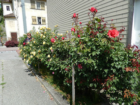 Back in Naters, flowers in bloom