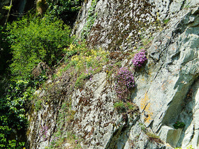 Flowers even grow on rocks