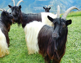 These goats are breed for the meat and milk
