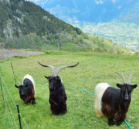 Valais Blackneck goats above Naters