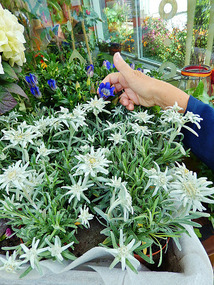Edelweiss flowers & Nelly is pointing at Enzian.