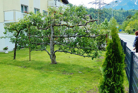 Front yard tree