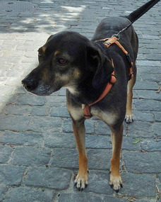 Kiillian's dog Artemis, out for a walk