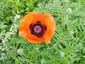 Poppy flower in many backyards