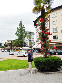 Roses climbing a light post