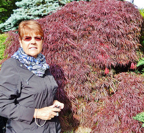 Red hair plant
