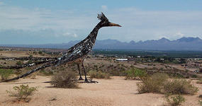 New Mexico state bird:  The Roadrunner