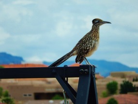  ROADRUNNER IN OUR BACKYARD; KEEPS AN EYE ON ALL.