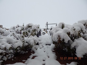 Our backyard rose garden after the snow storm.