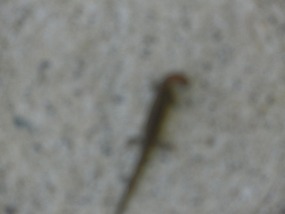 little lizard thing