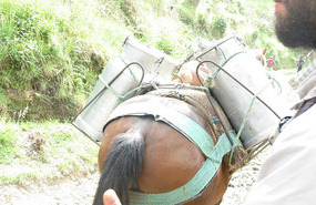 Horses taking supplies up to the valley