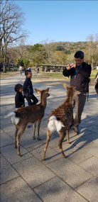 Dad dancing with the Nara deer