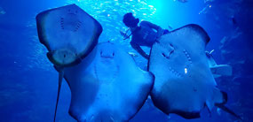 The main tank at feeding time.