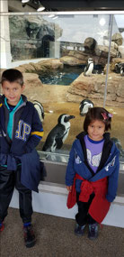 With the South African penguins