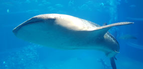 Whale Shark
