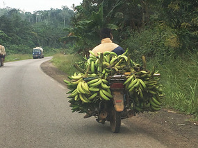 Banana transport