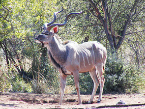 A male kudu (their horns often used as shofars)