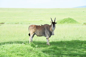 A normally shy eland