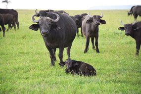Cape buffalo cow and calf
