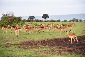 Harem of impalas