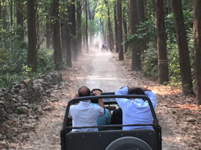 Looking for tigers in all the wrong places