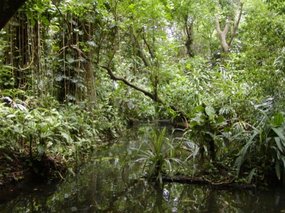 Virgin jungle at la Vanille