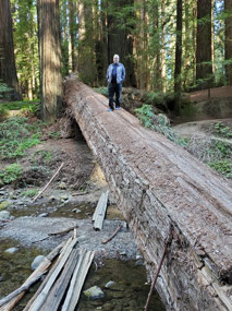 Redwoods state park