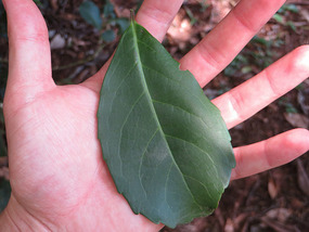 yerba Mate Leaf