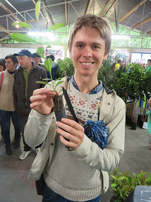 Yerba Mate Sprout