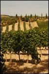 Grape Vines
