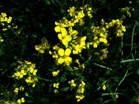 Canola Up Close