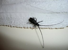 What is it ???