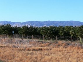 Crops on Highway 5