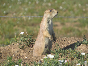 Prairie Dog