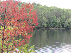 lake near Cooper's house