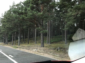 Forests