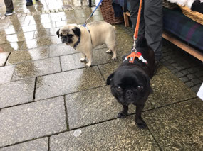 PUGS.