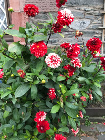 Dahlias?