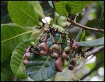 Cashews