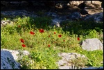 Spring poppies